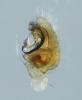 Paidiscura pallens